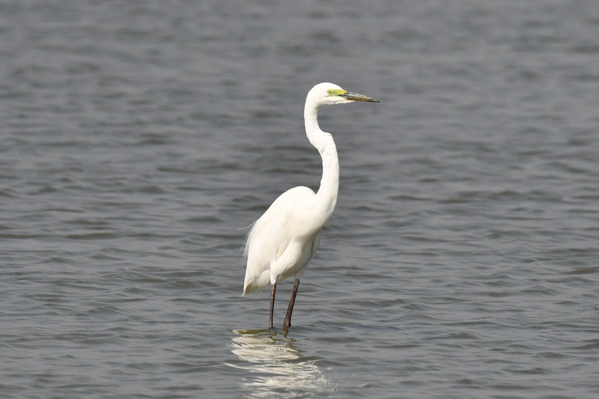 volavka bílá - ML652754220