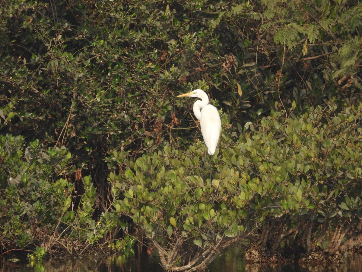 volavka bílá - ML652754565