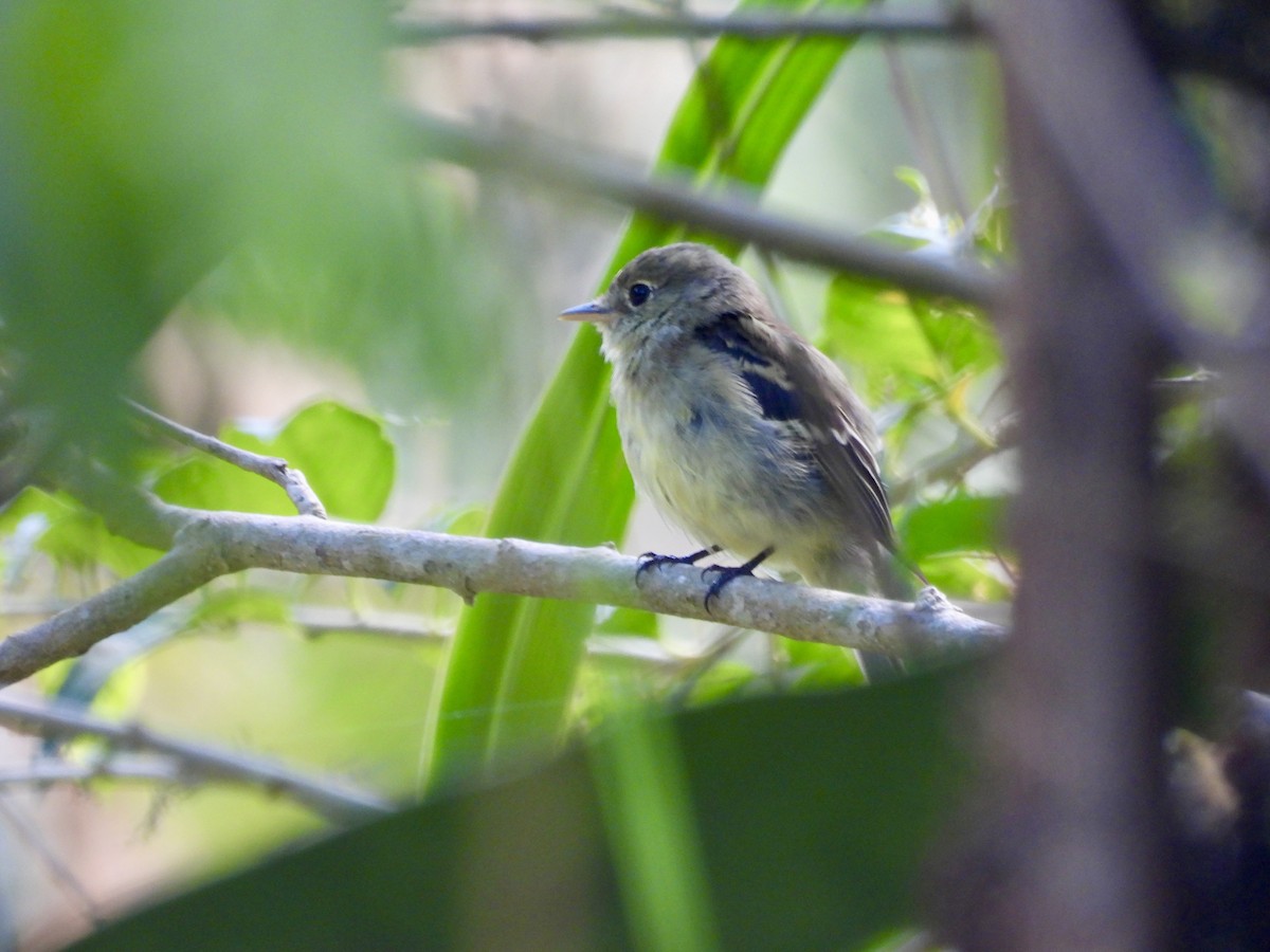 Піві-малюк жовточеревий - ML652754615