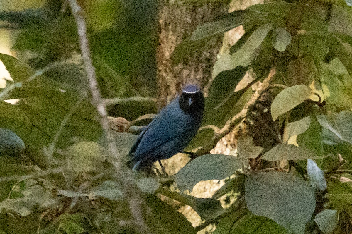 Black-throated Jay - ML652755051