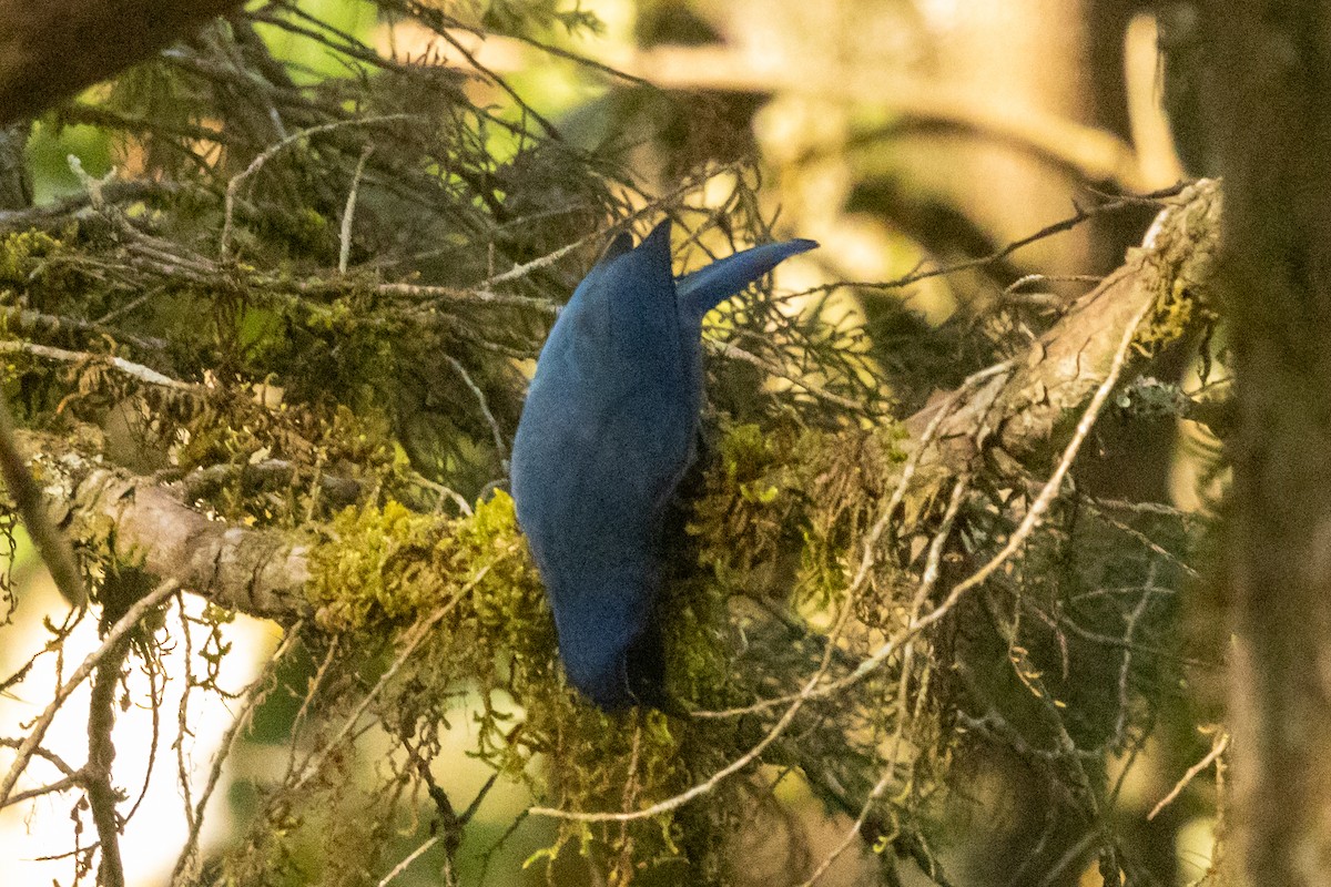 Black-throated Jay - ML652755052