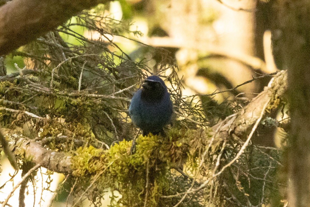 Black-throated Jay - ML652755053