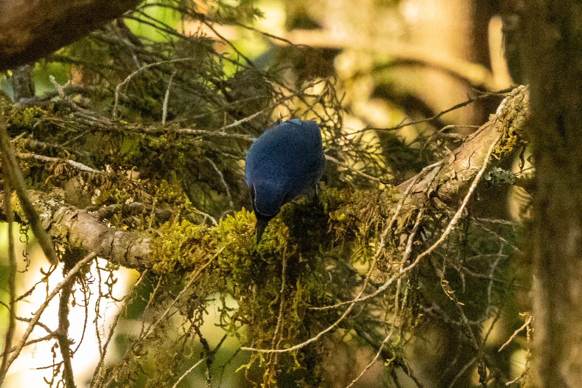 Black-throated Jay - ML652755054