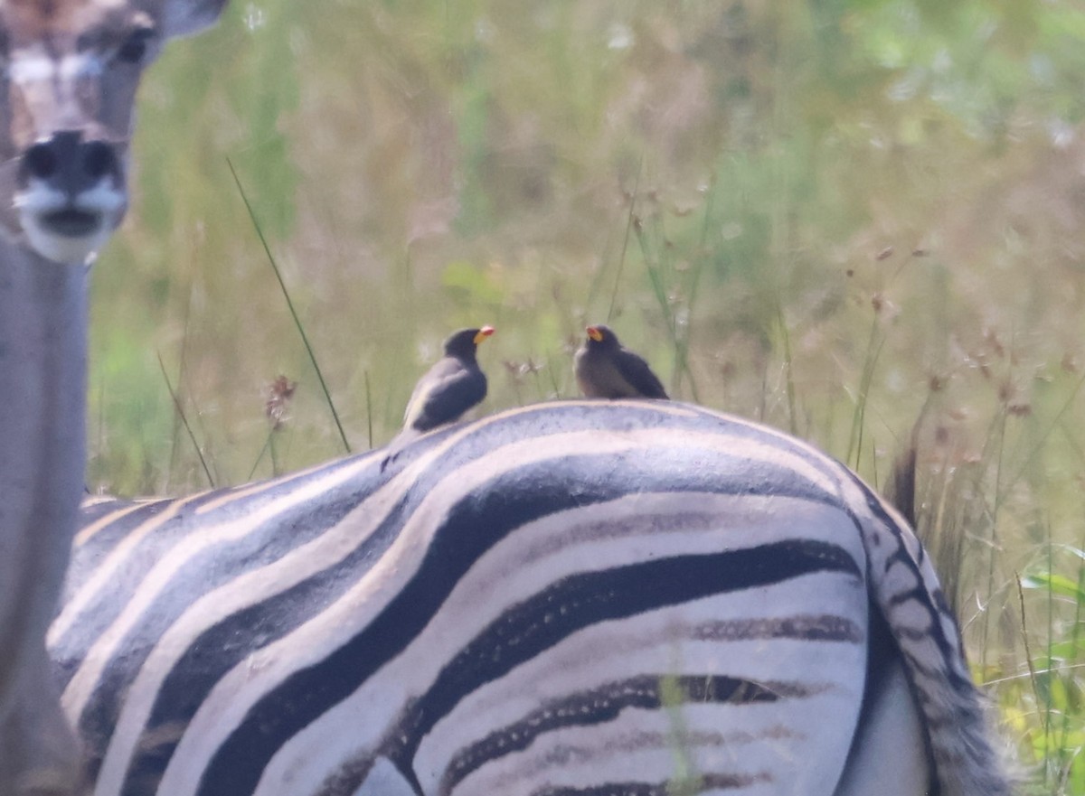 gulnebboksehakker - ML652755191