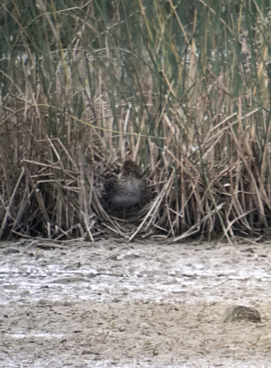 Баранець американський - ML652755199