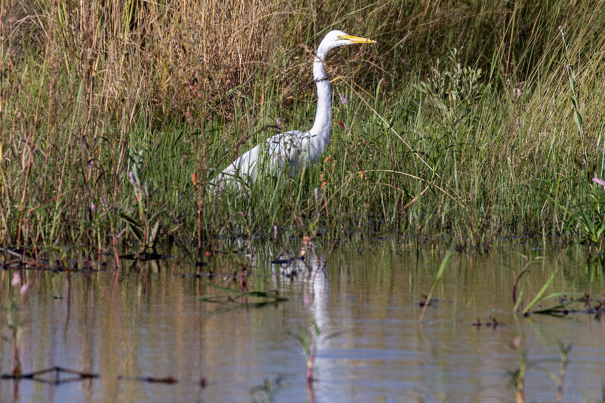 volavka bílá - ML652755304