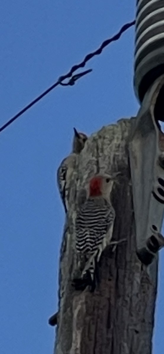 Red-bellied Woodpecker - ML652755387