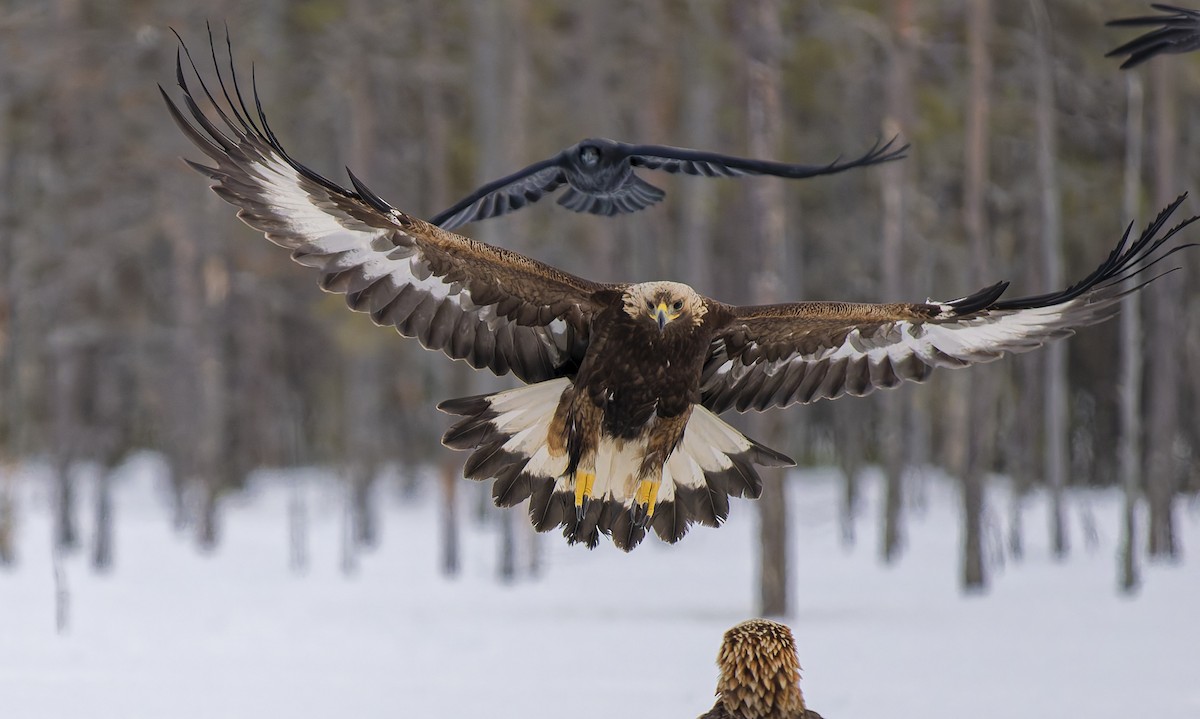 イヌワシ - ML652755580