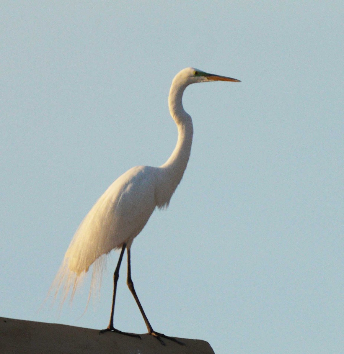 volavka bílá - ML652755671