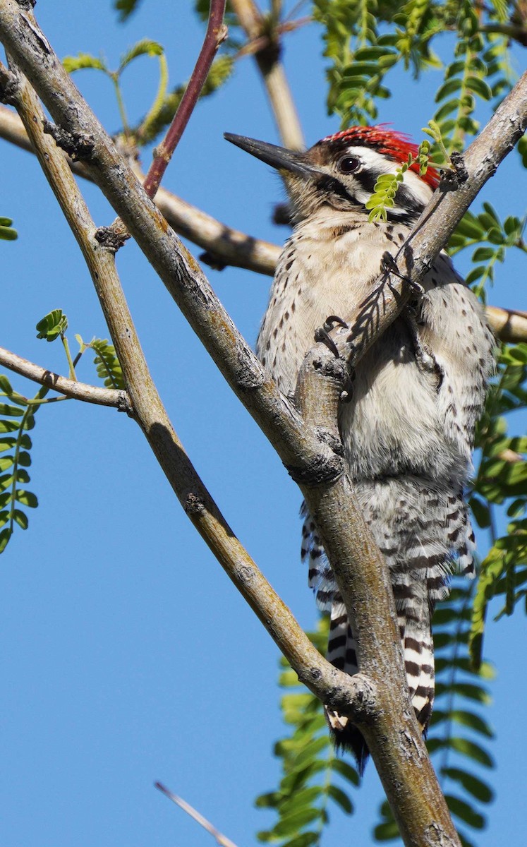 strakapoud proužkohřbetý - ML652755681