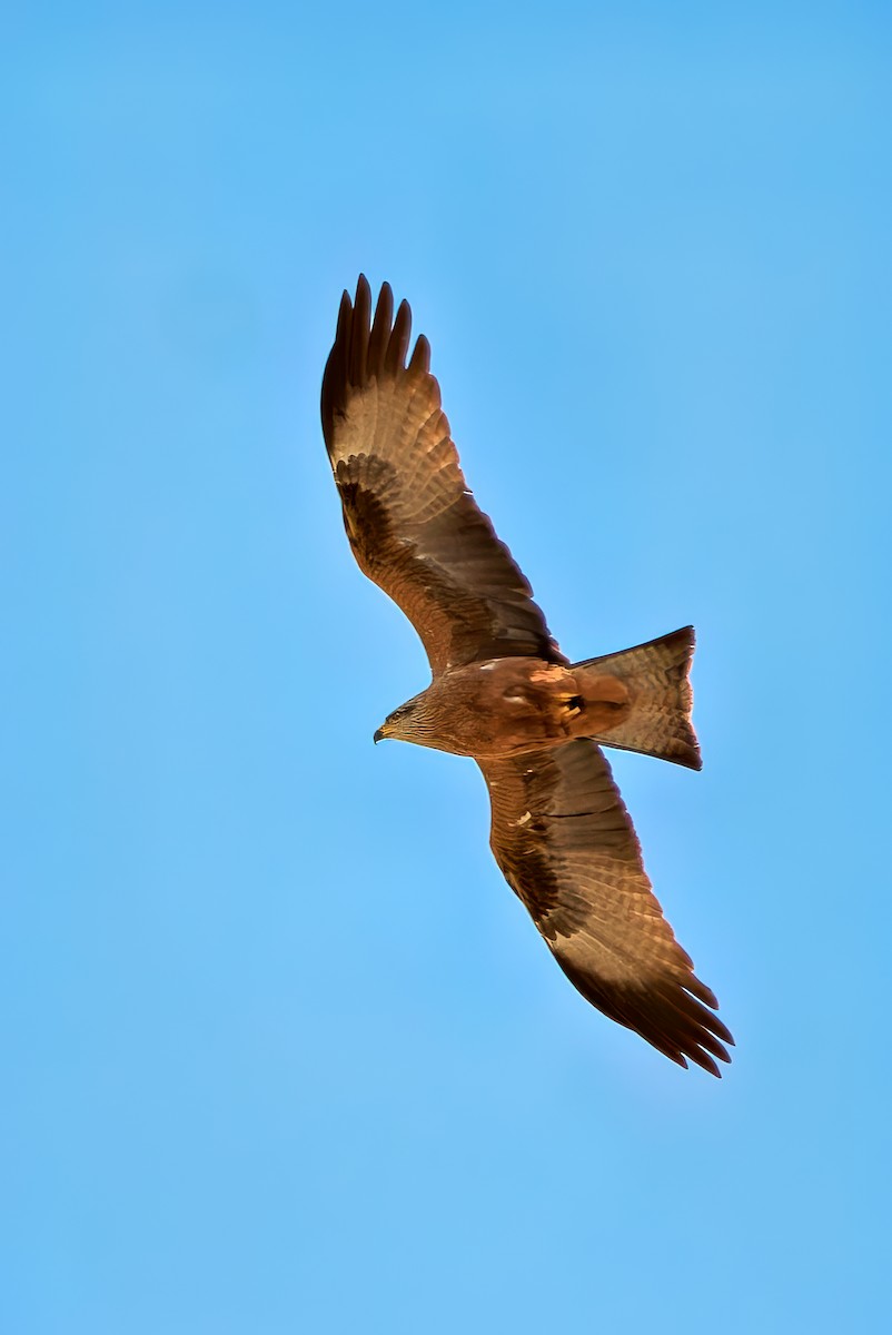 トビ - ML652755817