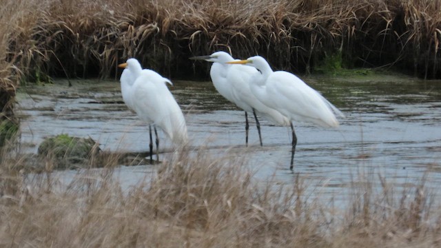 volavka bílá - ML652755895