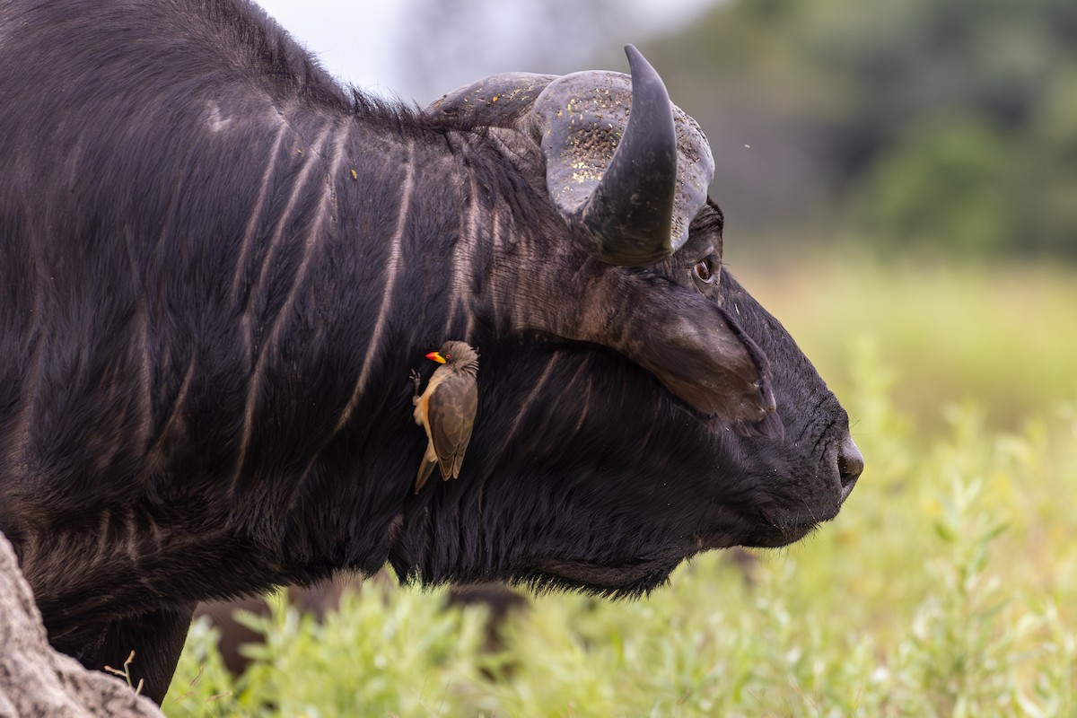 Yellow-billed Oxpecker - ML652756064