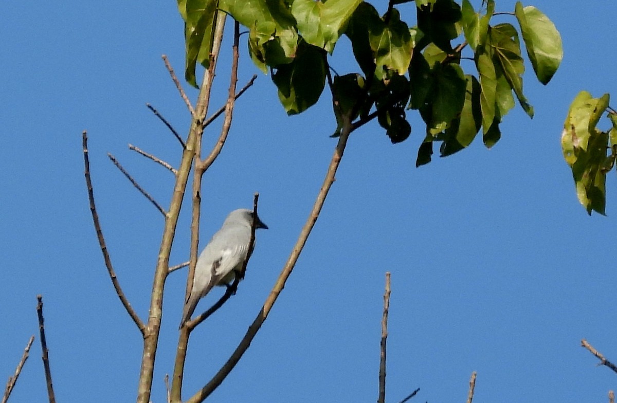 Oriental Cuckooshrike - ML652756189