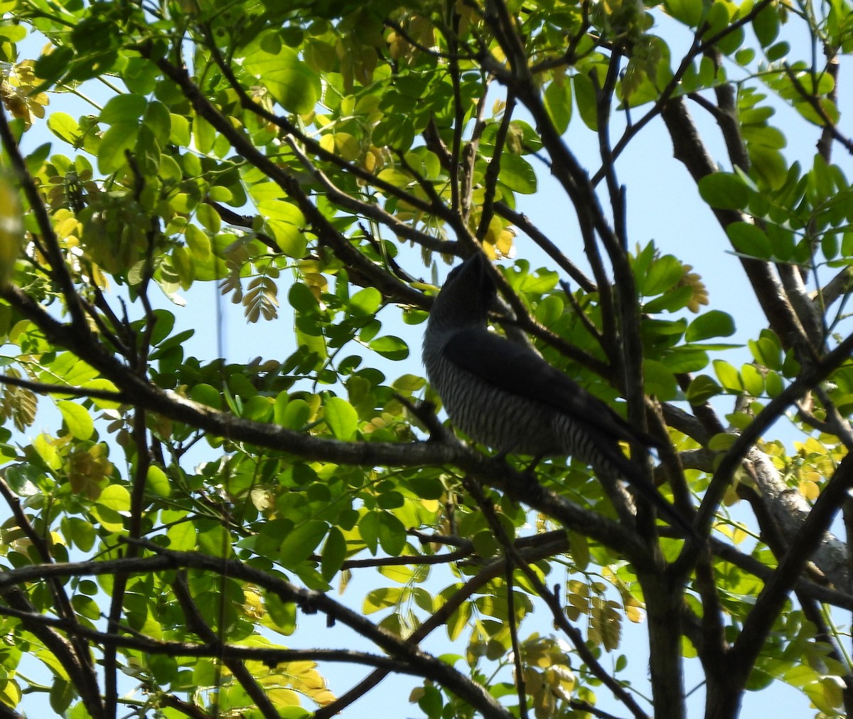Andaman Cuckooshrike - ML652756212
