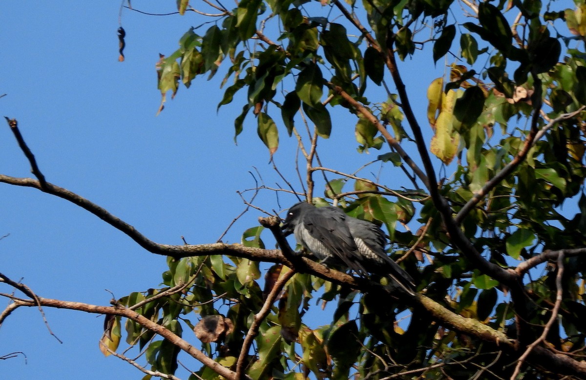 Andaman Cuckooshrike - ML652756213