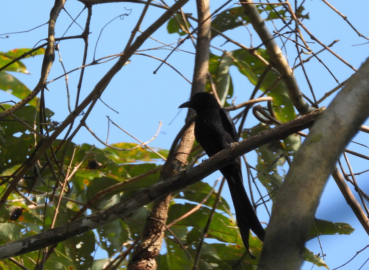 Andaman Drongo - ML652756229