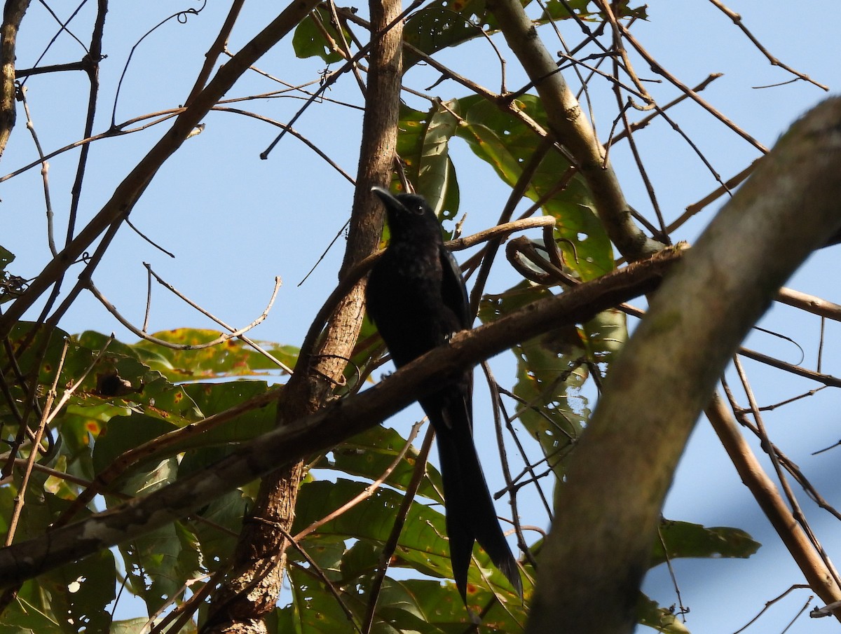 Andaman Drongo - ML652756230