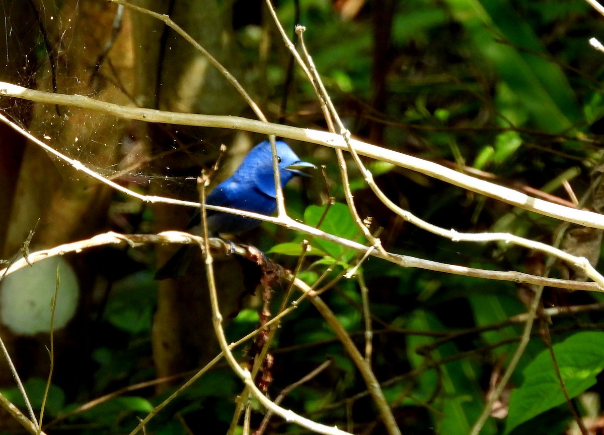 Black-naped Monarch - ML652756237