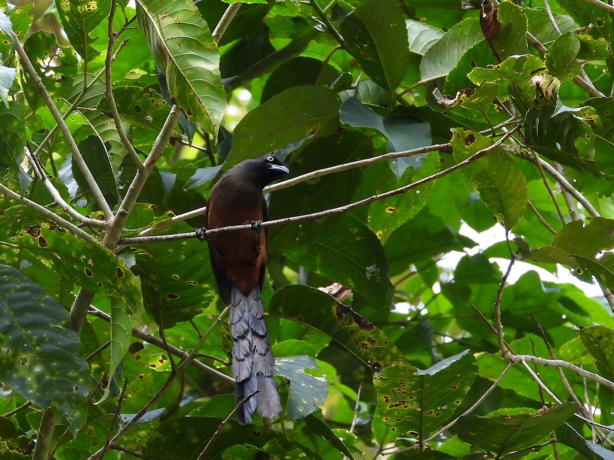 Andaman Treepie - ML652756247