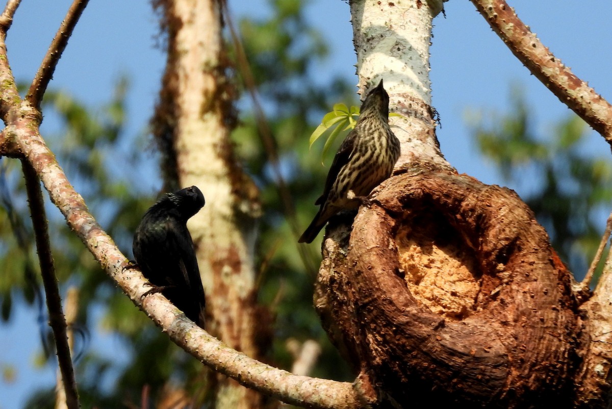 Asian Glossy Starling - ML652756301