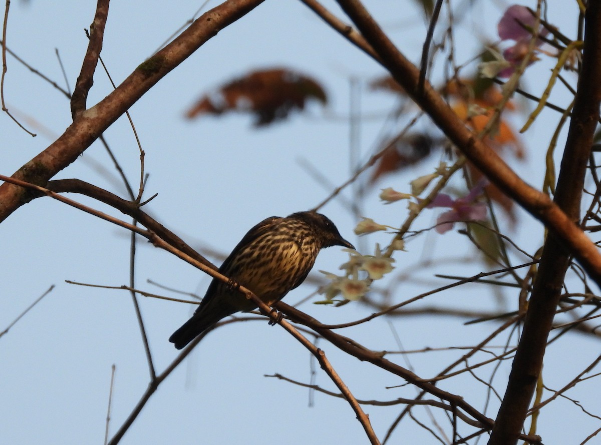 Asian Glossy Starling - ML652756302