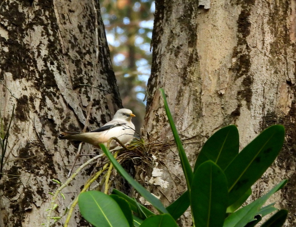 White-headed Starling - ML652756323