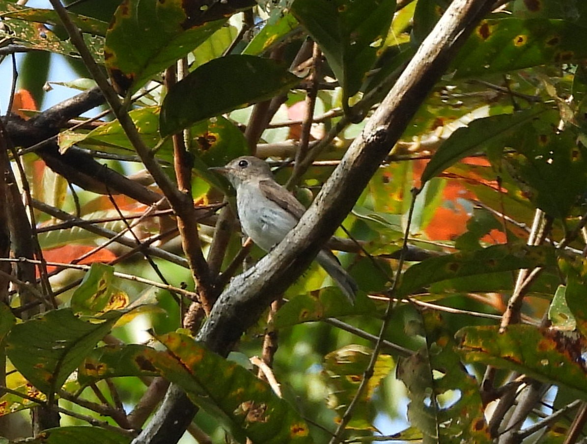 חטפית סיבירית - ML652756339