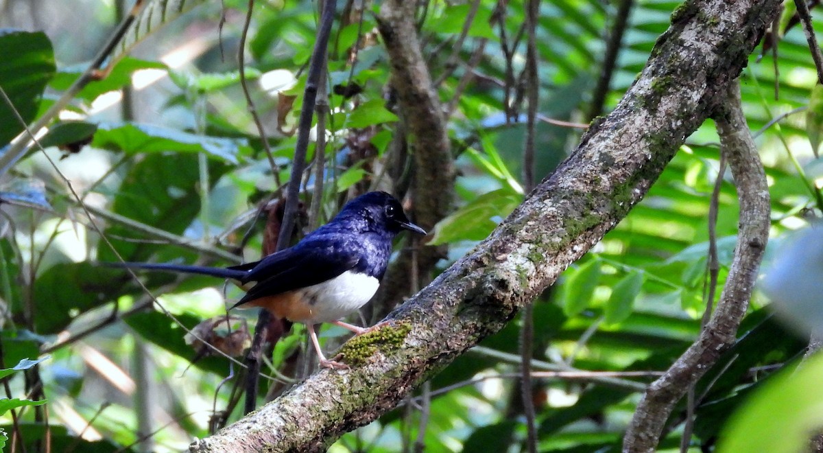 Andaman Shama - ML652756362