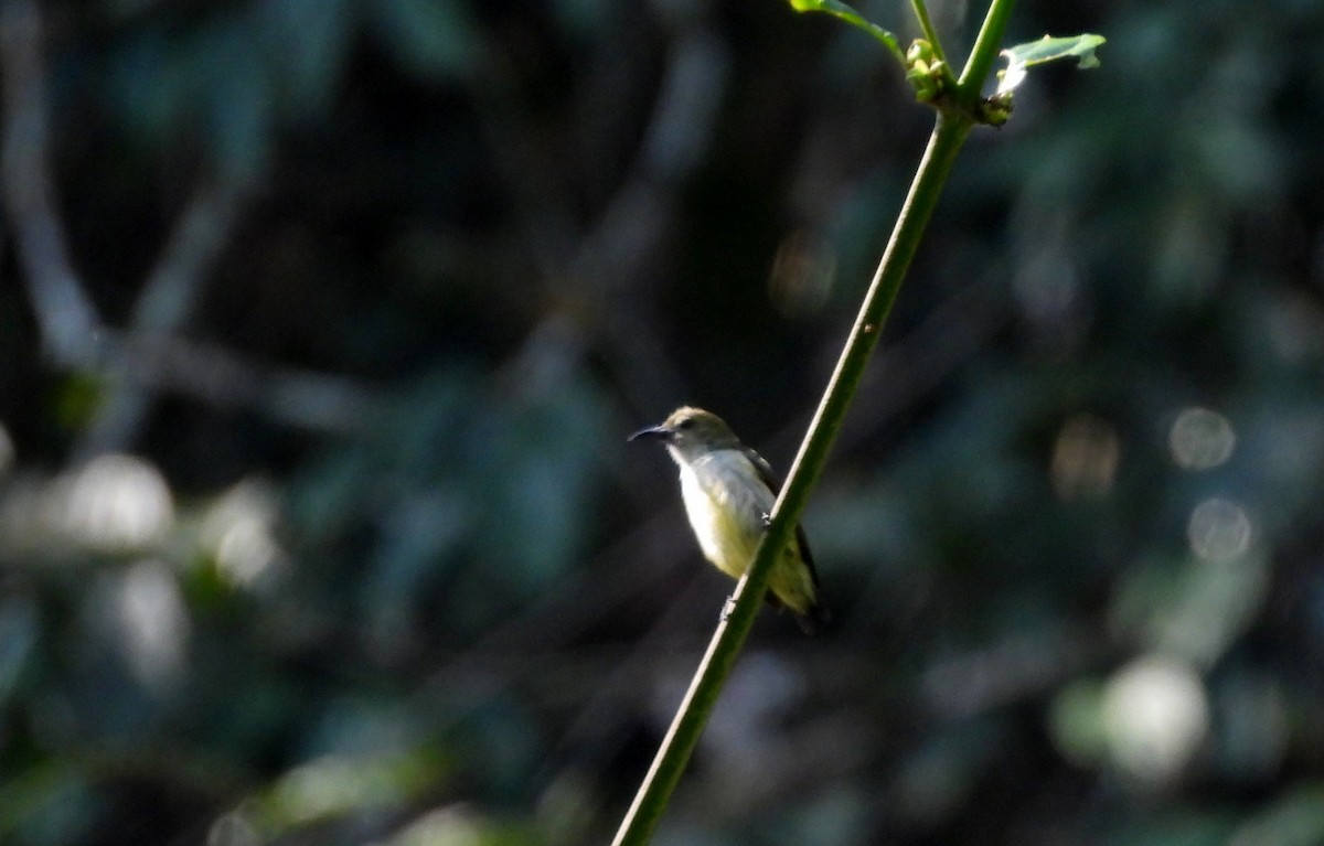 Andaman Flowerpecker - ML652756372