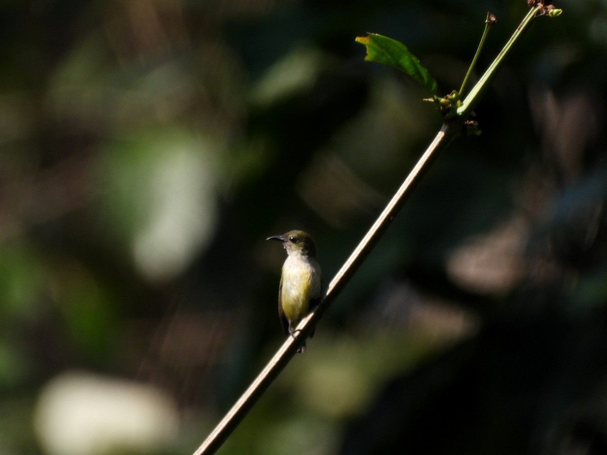 Andaman Flowerpecker - ML652756373