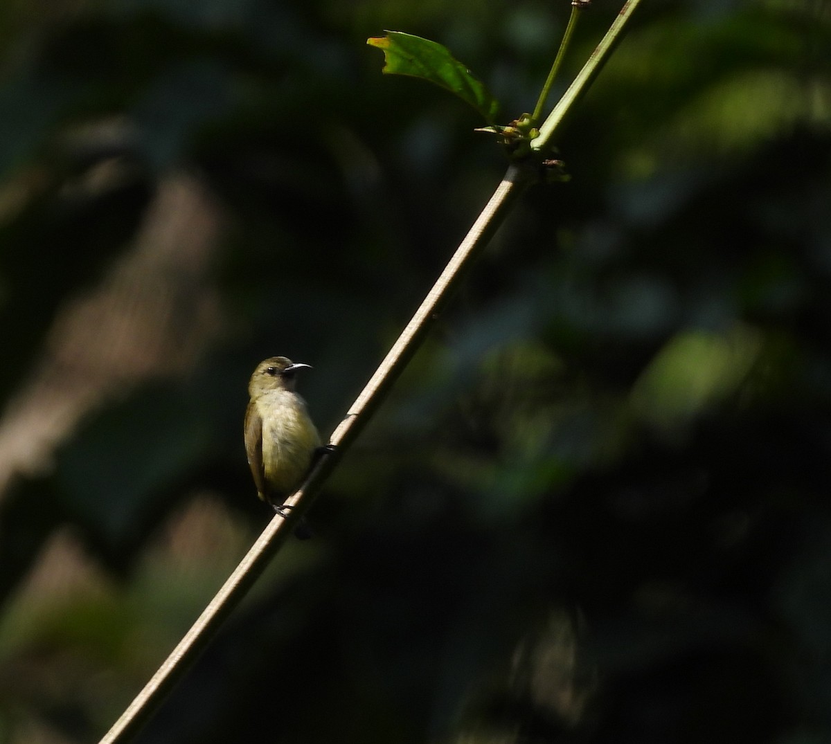 Andaman Flowerpecker - ML652756374