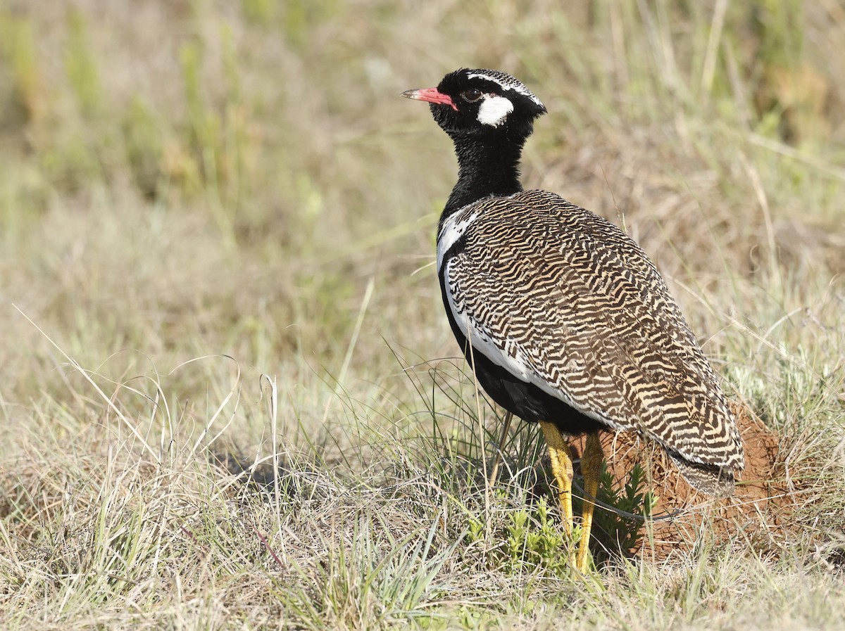 White-quilled Bustard - ML652756424