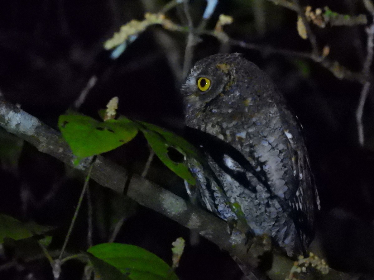 Oriental Scops-Owl (Walden's) - ML652756447