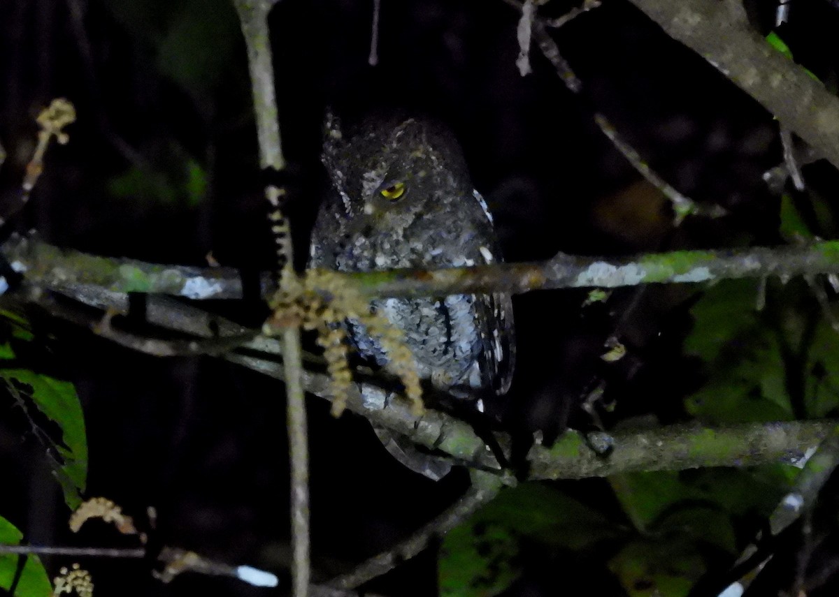 Oriental Scops-Owl (Walden's) - ML652756448