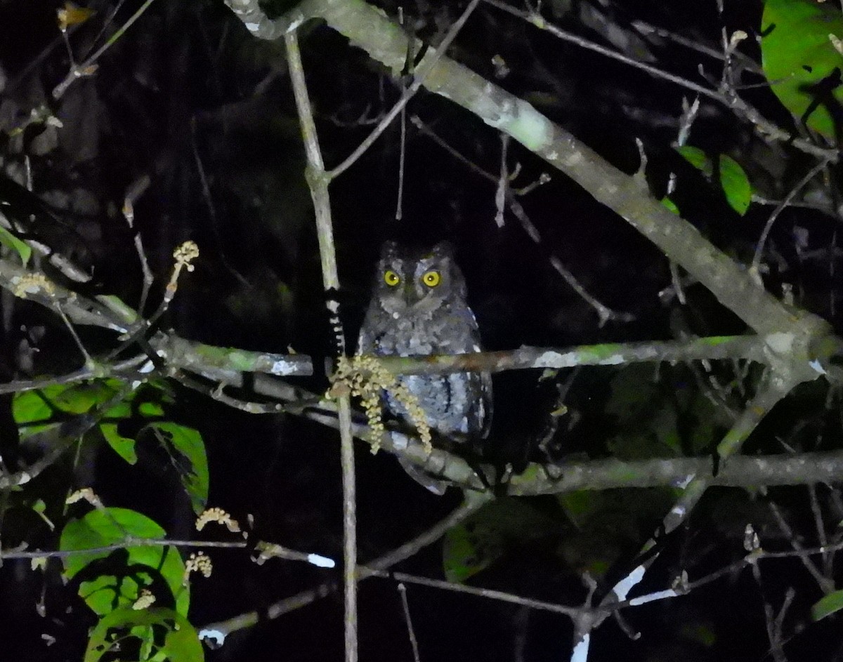 Oriental Scops-Owl (Walden's) - ML652756449