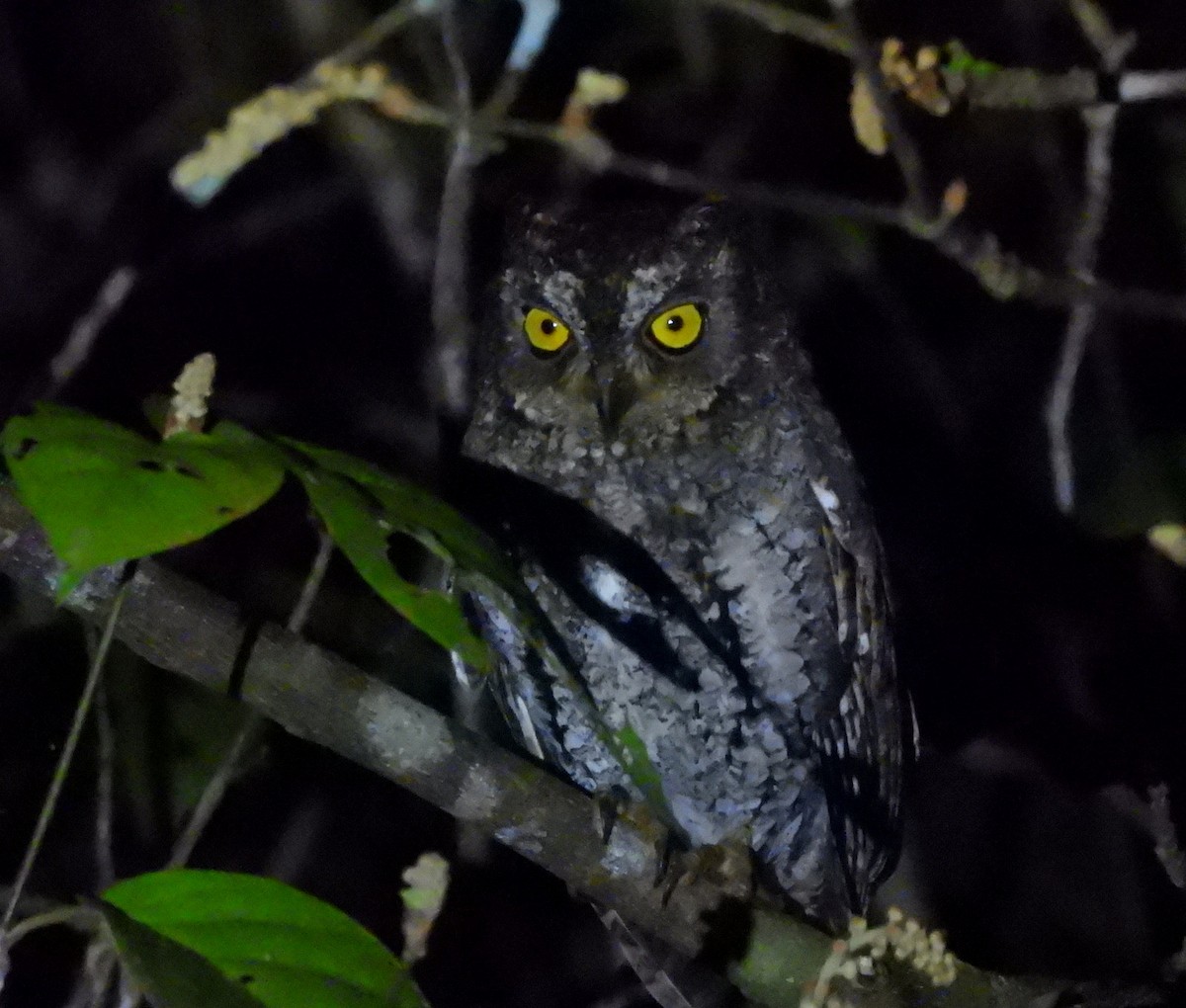 Oriental Scops-Owl (Walden's) - ML652756450