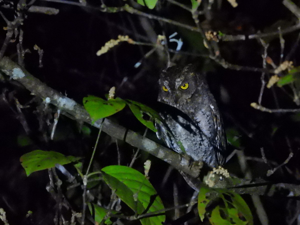 Oriental Scops-Owl (Walden's) - ML652756451