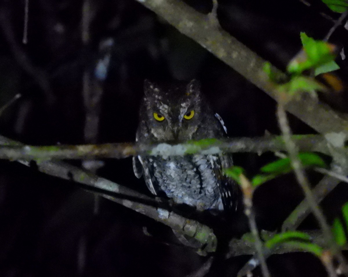 Oriental Scops-Owl (Walden's) - ML652756452