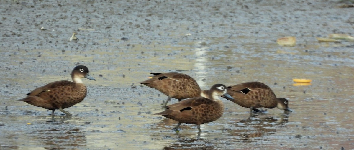 Andaman Teal - ML652756506