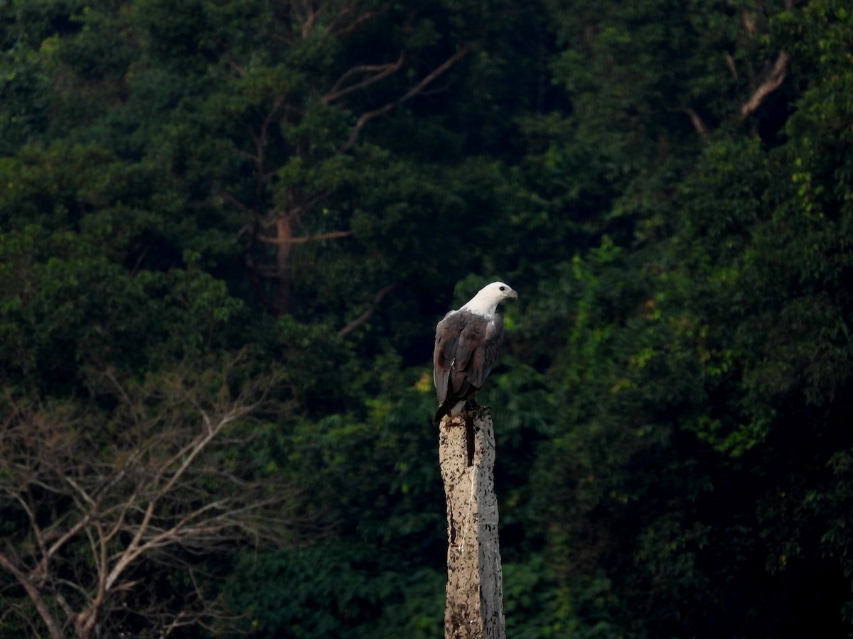 עיטם לבן-גחון - ML652756538