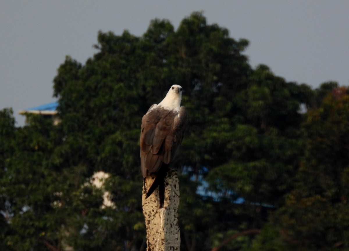 עיטם לבן-גחון - ML652756539