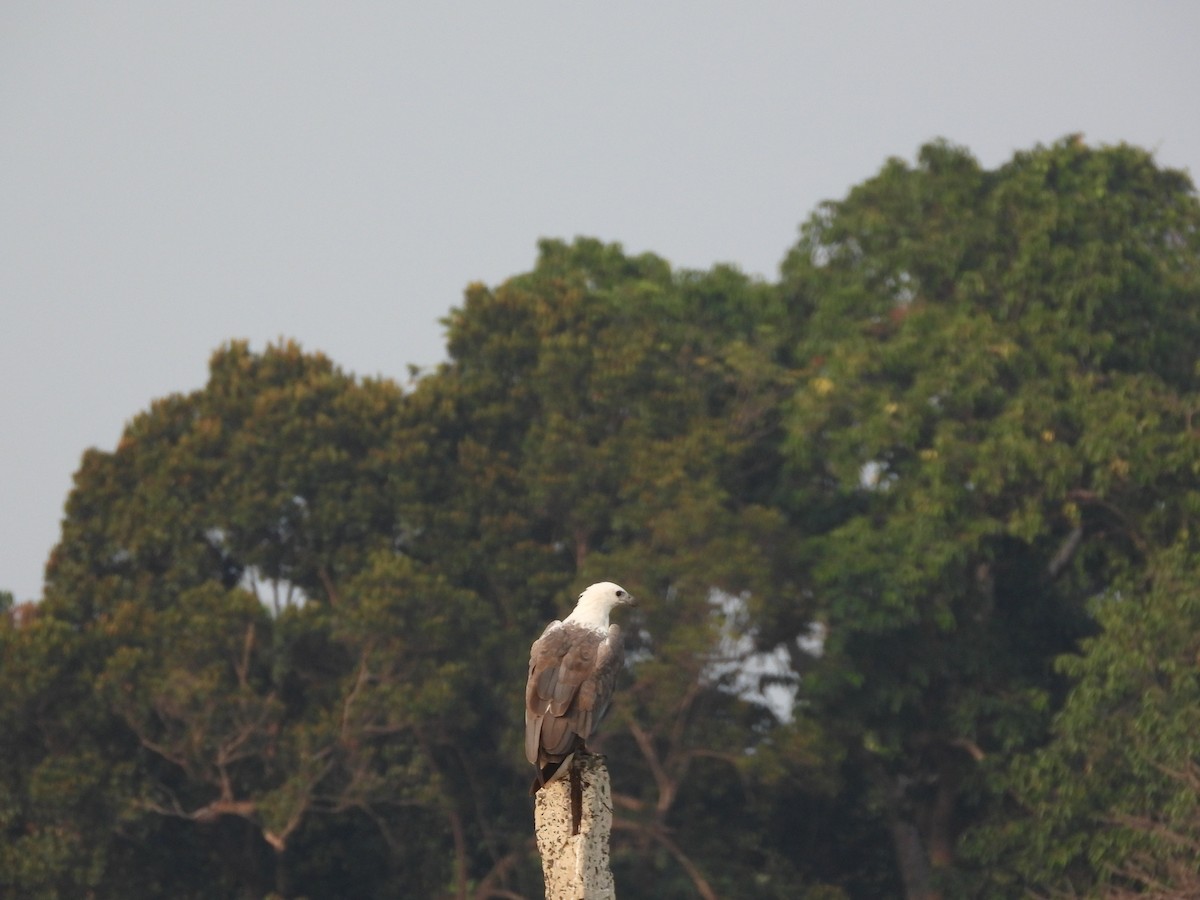 עיטם לבן-גחון - ML652756540