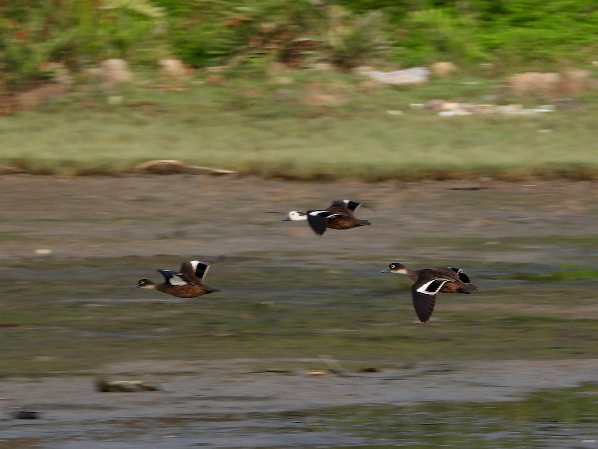 Andaman Teal - ML652756553