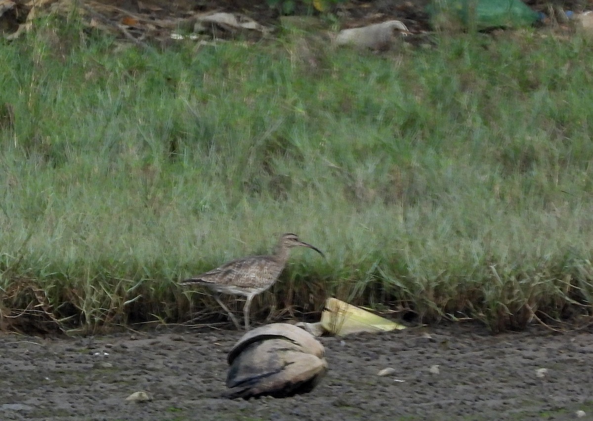 חרמשון קטן - ML652756575