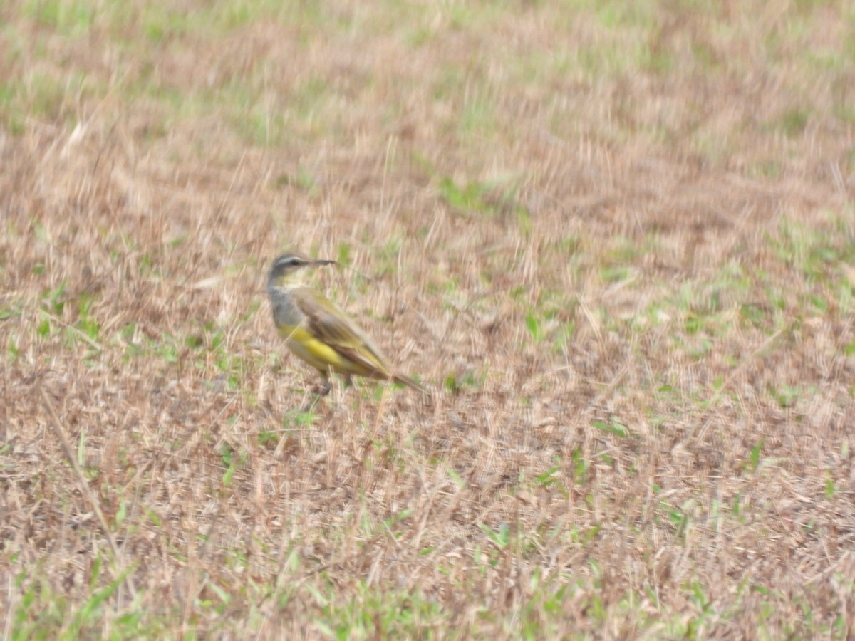 נחליאלי צהוב מזרחי - ML652756589