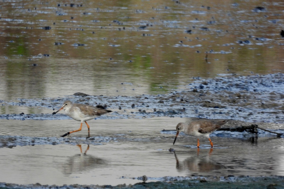 ביצנית לבנת-כנף - ML652756617