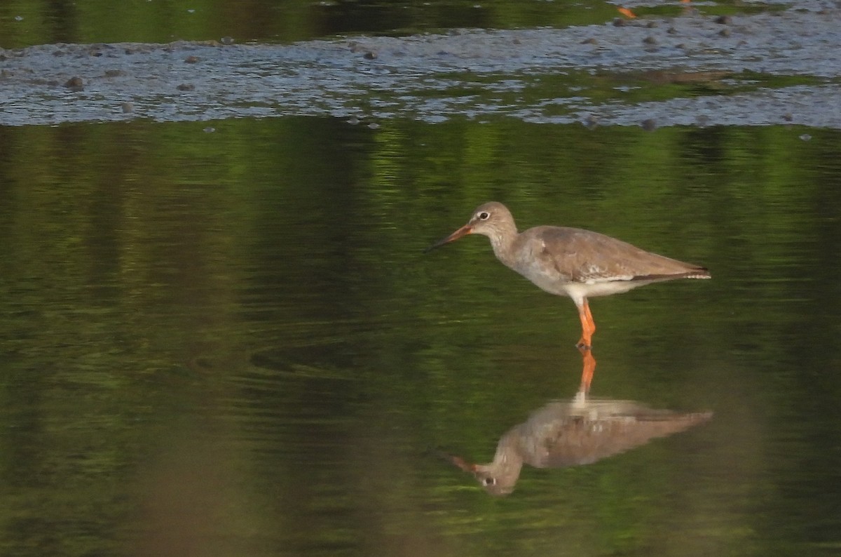 ביצנית לבנת-כנף - ML652756618