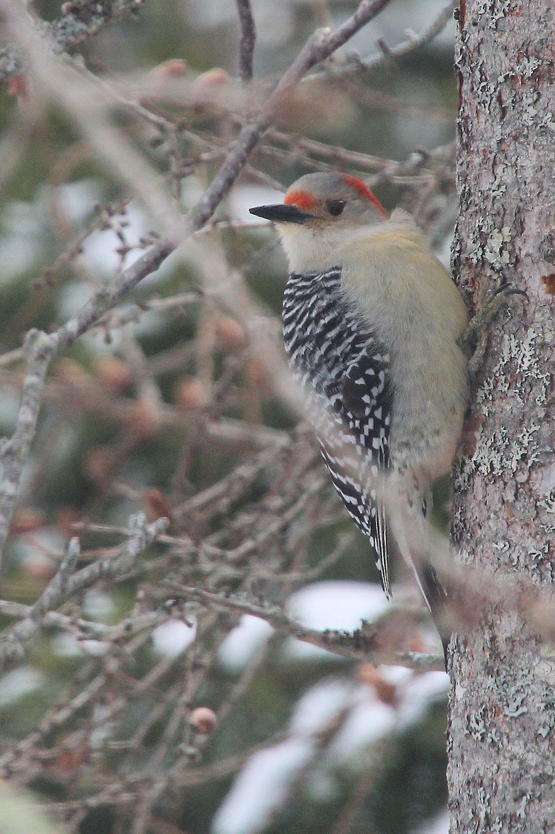 Red-bellied Woodpecker - ML652756625