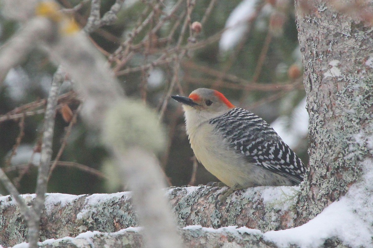 Red-bellied Woodpecker - ML652756626